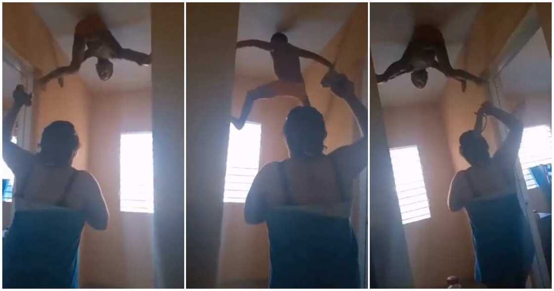 Spiderman Spiderman