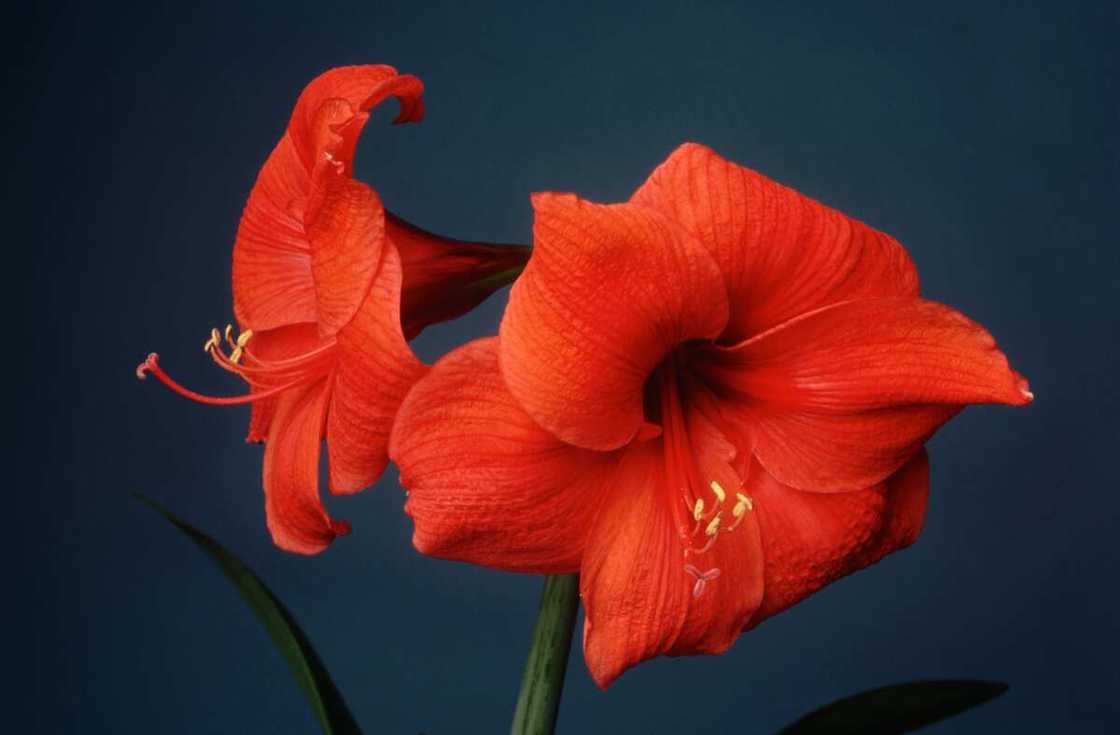 Two pretty red amaryllis Two pretty red amaryllis