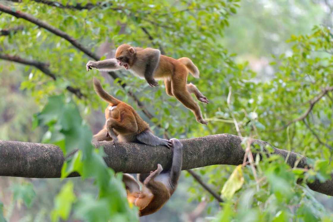 Monkeys playing on a tree trunk