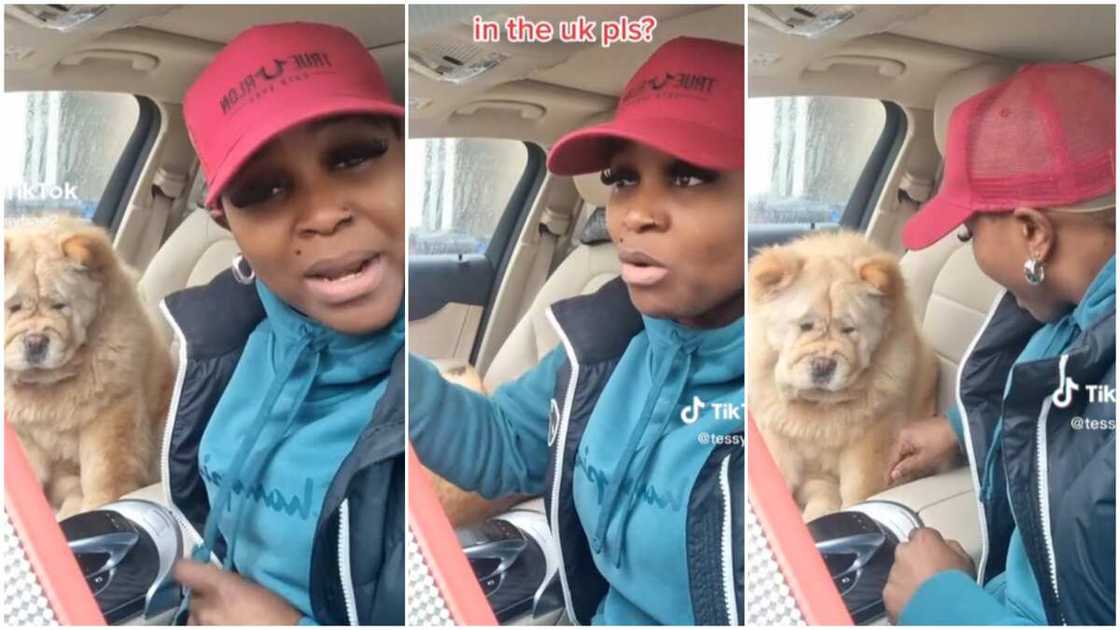 Chow chow breed/lady said over pregnant dog. Chow chow breed/lady said over pregnant dog.
