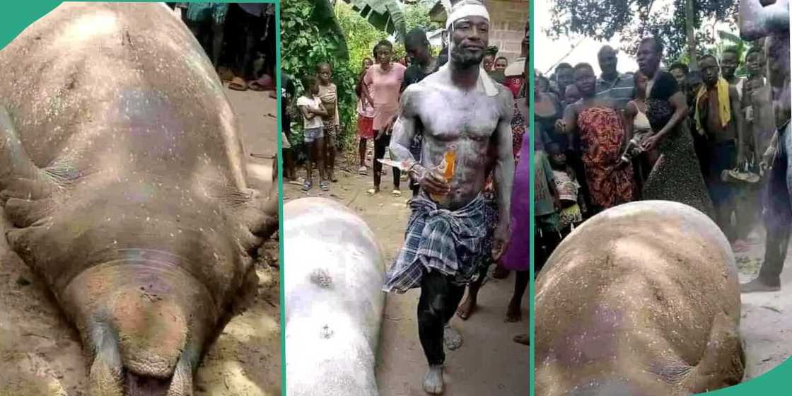 Nigerian fisherman catches giant sea mammal in Rivers state Nigerian fisherman catches giant sea mammal in Rivers state