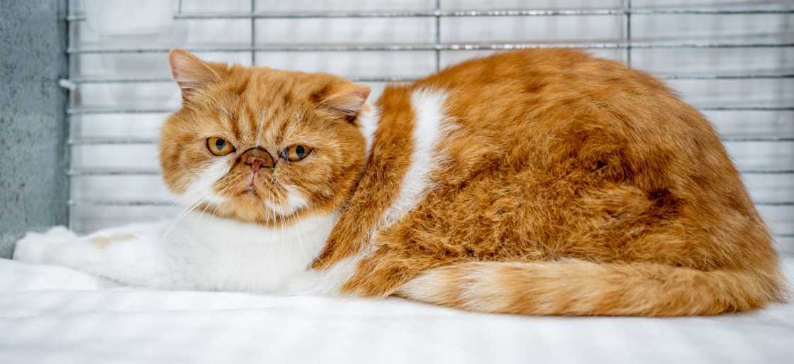 An Exotic Shorthair cat relaxes in their pen