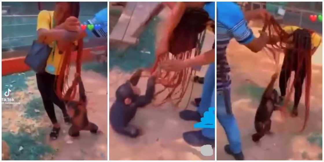 Photos of the lady with the monkey. Photos of the lady with the monkey.