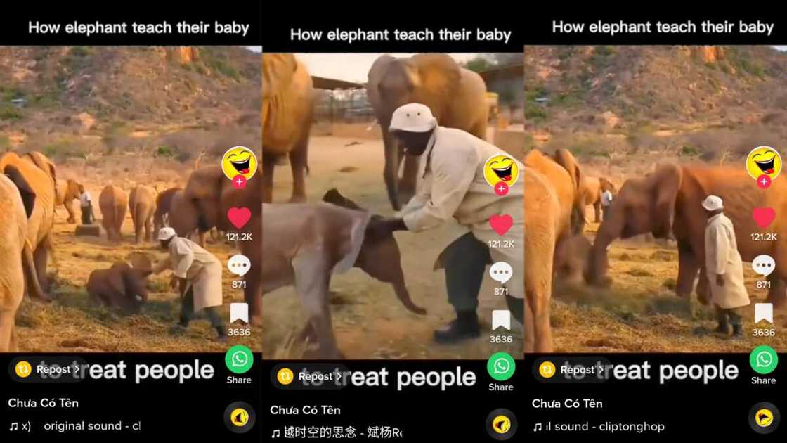 Elepahant mother prevents child from hurting zoologist Elepahant mother prevents child from hurting zoologist