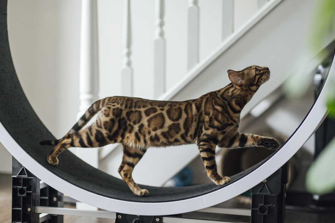 Bengal cat running on an exercise wheel