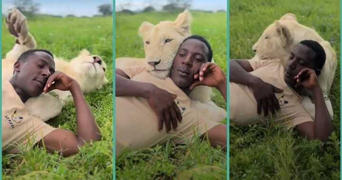 Man having fun with lion on a field