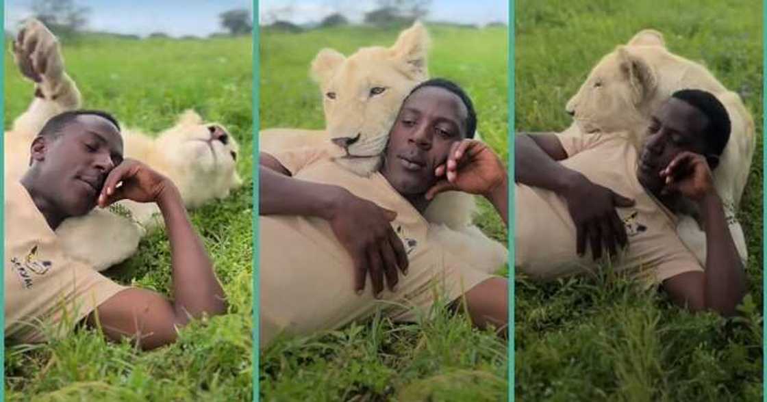 Man having fun with lion on a field Man having fun with lion on a field