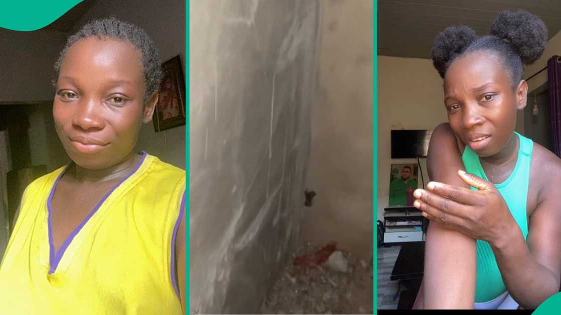 Lady shares video as she finds big scorpion in her compound while looking for holes where snakes might be hiding.