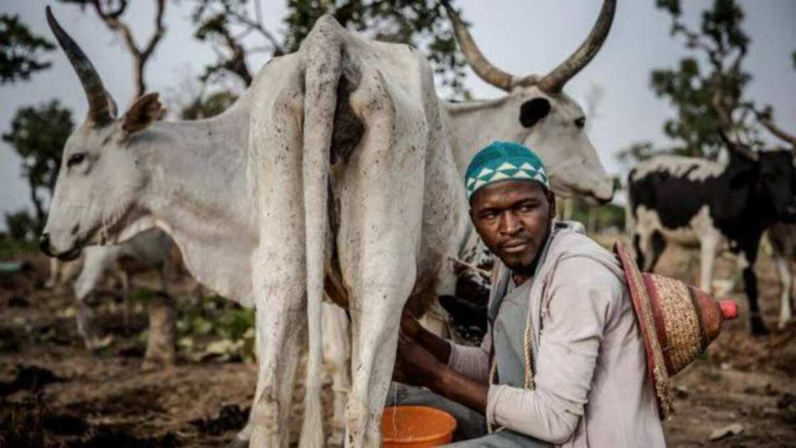 Fulani Makiyaya Sun Kashe Wata Yarinya Har Lahira A Jihar Ogun Fulani Makiyaya Sun Kashe Wata Yarinya Har Lahira A Jihar Ogun