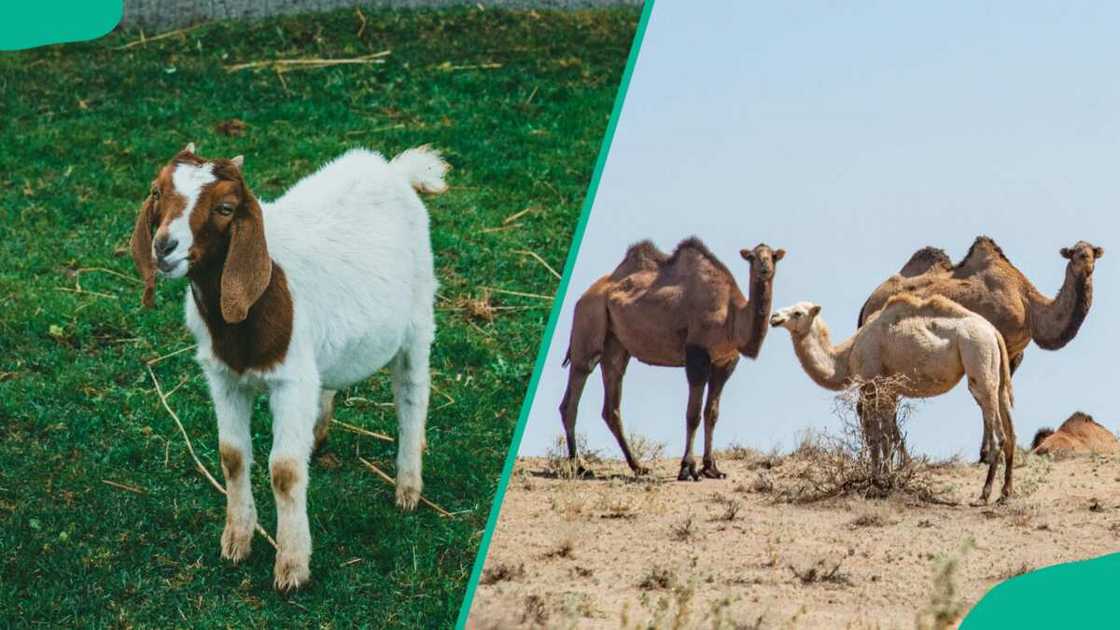 Livestock market ahead of Eid al-Adha Livestock market ahead of Eid al-Adha
