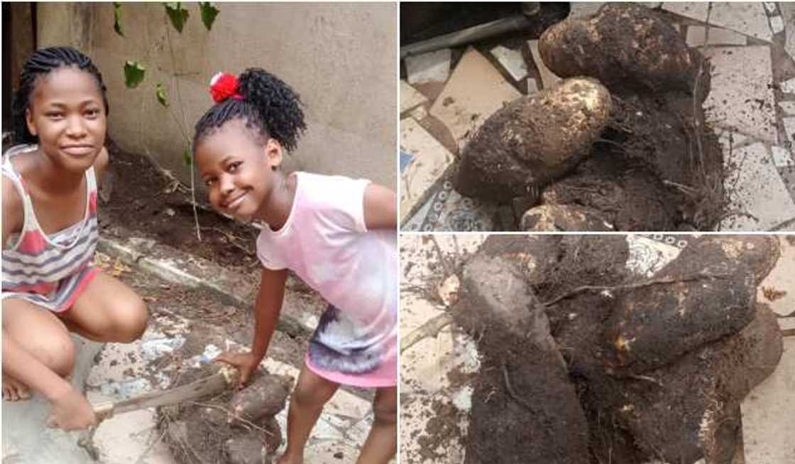 Nigerian man makes shocking discovery in kitchen after his daughters planted yam in it