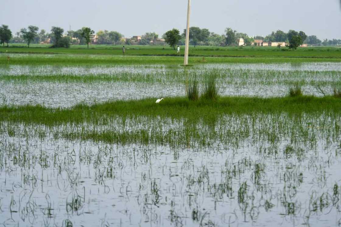 This year intense temperatures wiped out three million tons of wheat crops, led to livestock deaths, caused forest fires and impacted human productivity This year intense temperatures wiped out three million tons of wheat crops, led to livestock deaths, caused forest fires and impacted human productivity