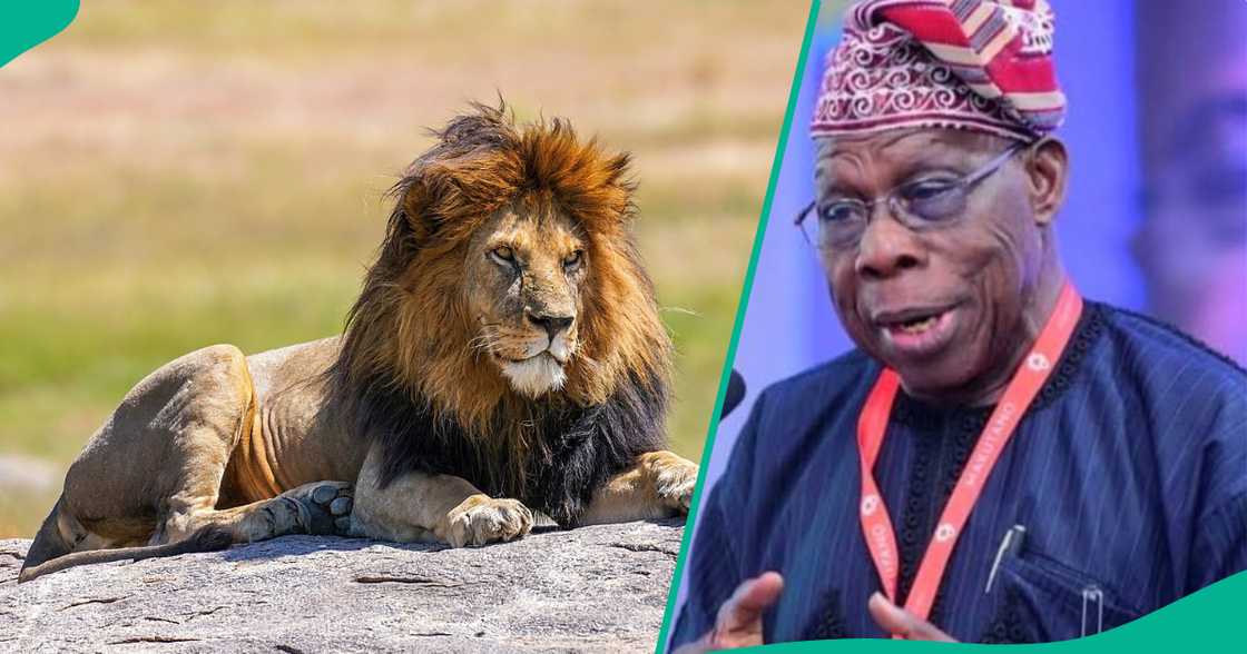 Zaki ya yi ajalin wani matashi dan Bauchi a jihar Ogun Zaki ya yi ajalin wani matashi dan Bauchi a jihar Ogun