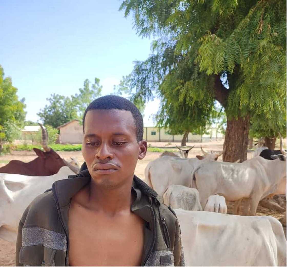 'Yan sanda sun kama barawon shanu a Gombe 'Yan sanda sun kama barawon shanu a Gombe