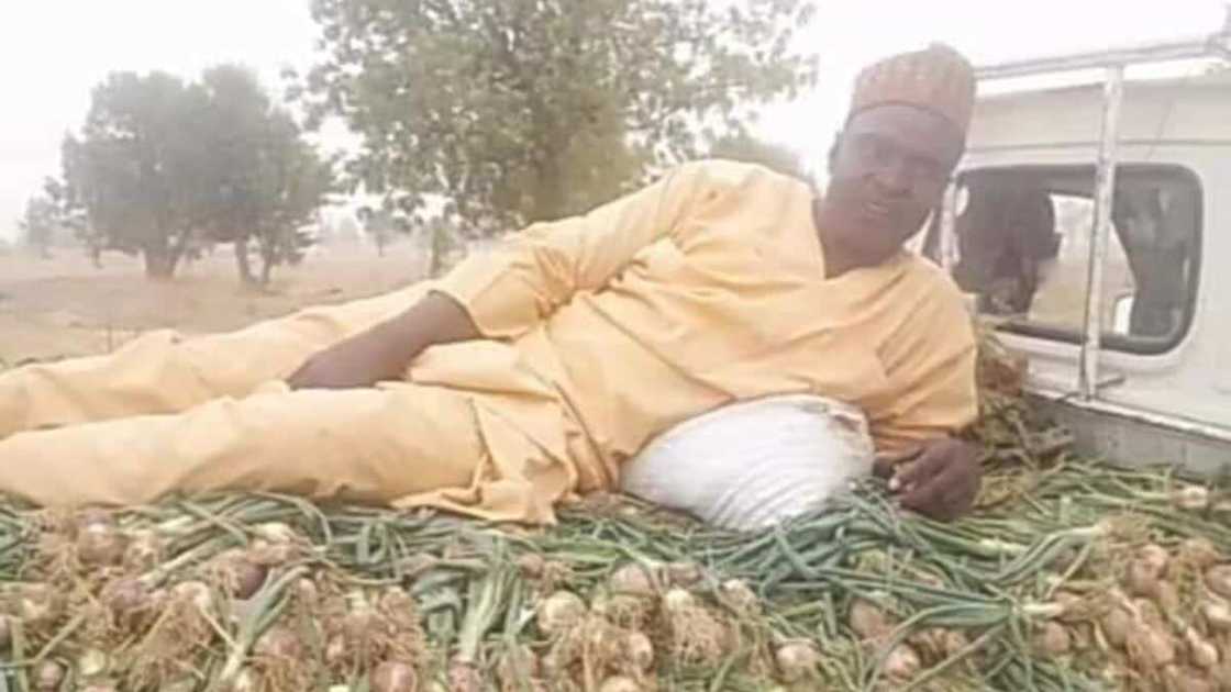 Ibrahim Umara, had a big harvest Ibrahim Umara, had a big harvest