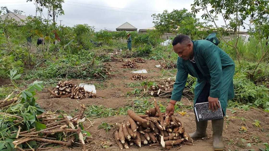 Cassava farming Cassava farming