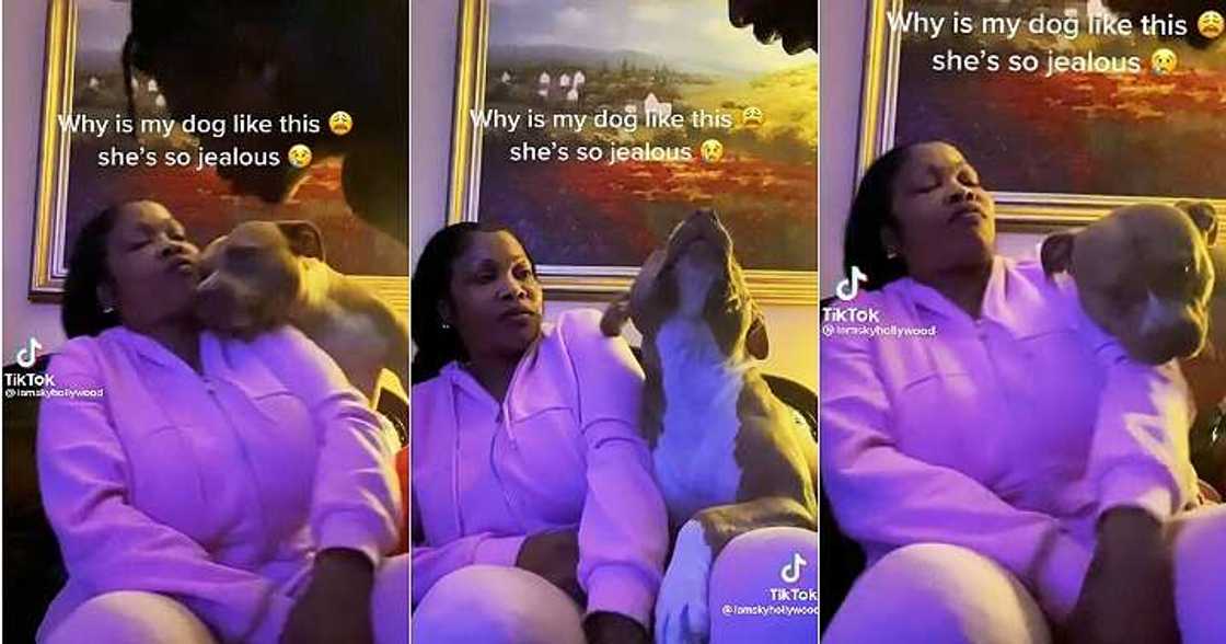Jealous dog interrupts owner and her man Jealous dog interrupts owner and her man