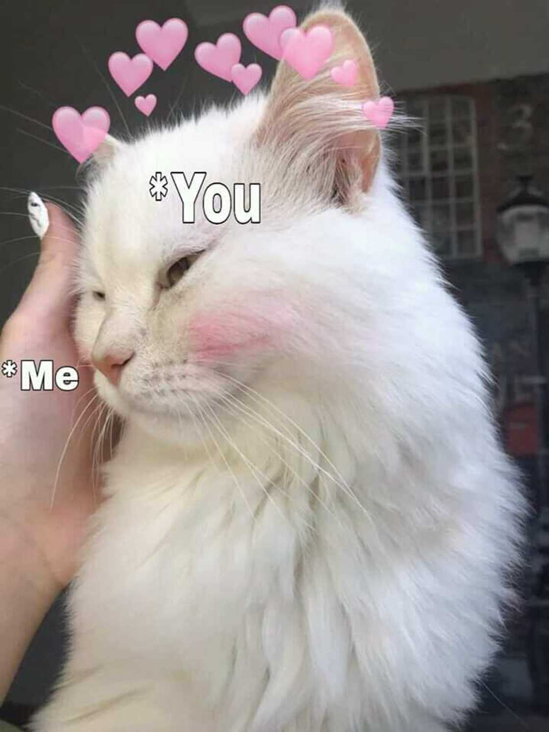 funny flirty memes funny flirty memes