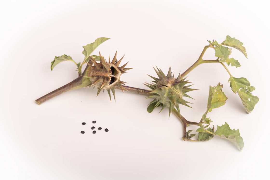 common nigerian weeds and their botanical names common nigerian weeds and their botanical names