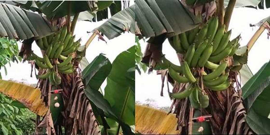 Plantain secured firmly with charms in Calabar, Cross River State