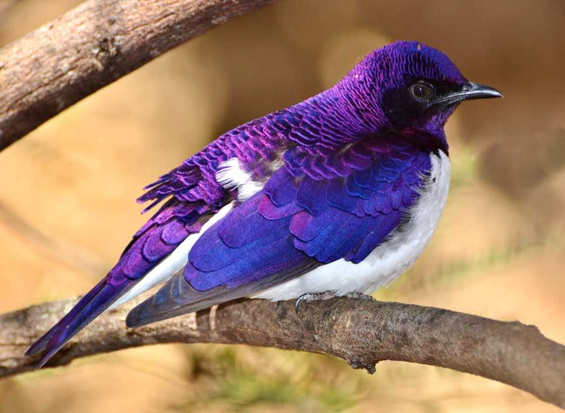 A Violet-backed starling on a tree branch