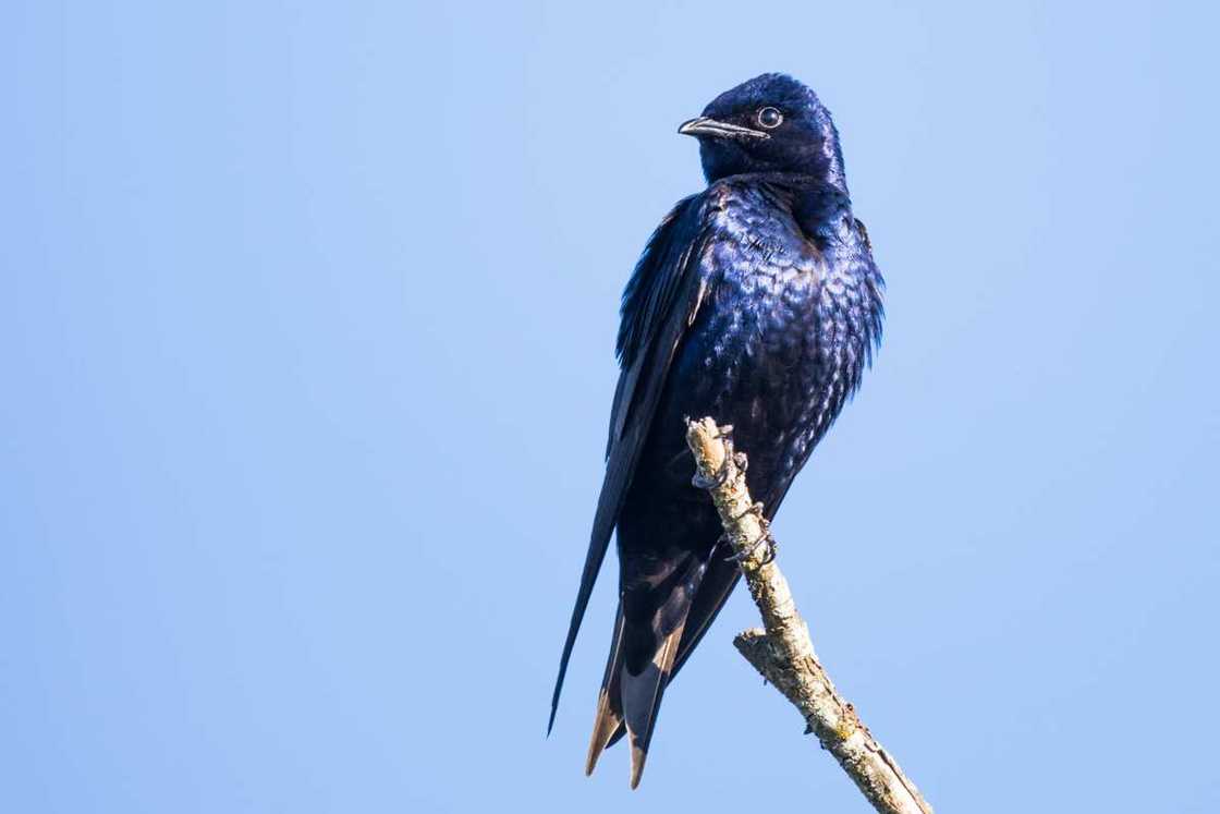 Purple martin perching on a branch