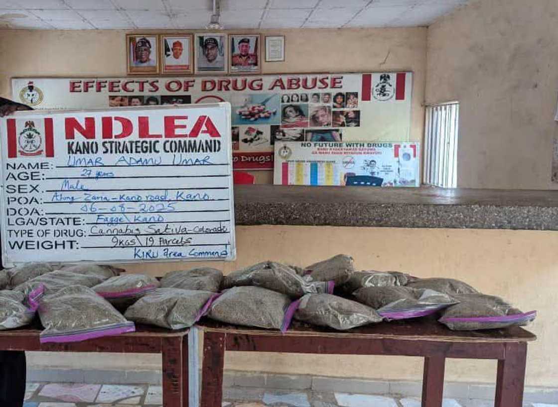 NDLEA ta kama dilan kwaya a Kano NDLEA ta kama dilan kwaya a Kano