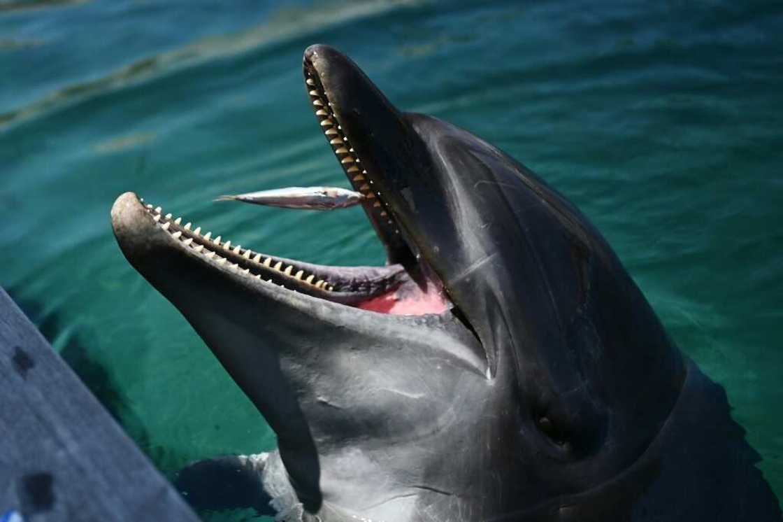 A single dolphin is believed to be behind at least 10 biting incidents near a beach in central Japan A single dolphin is believed to be behind at least 10 biting incidents near a beach in central Japan