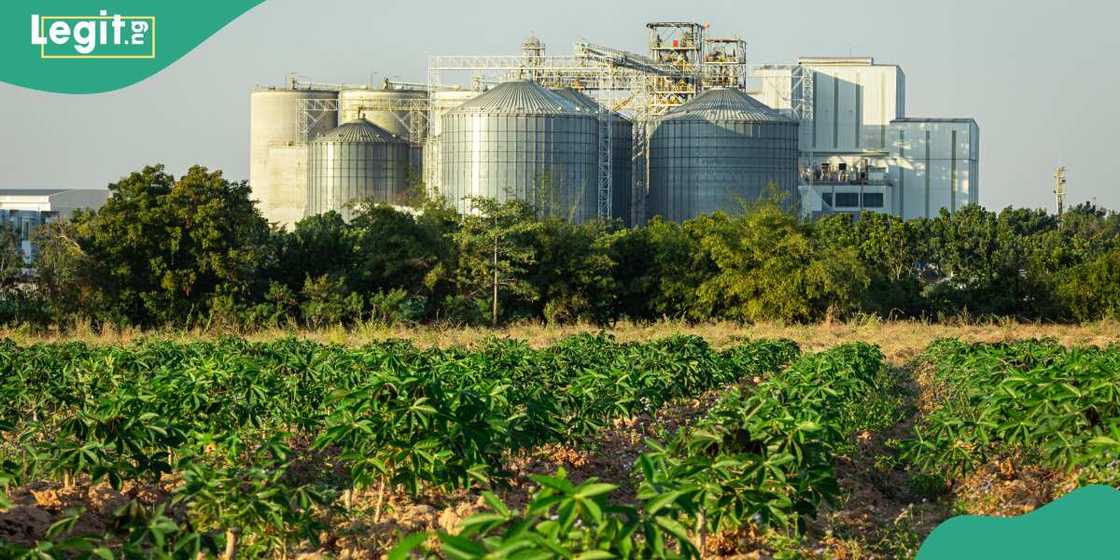 An fara sarrafa rogo zuwa sinadarin fetur a Enugu An fara sarrafa rogo zuwa sinadarin fetur a Enugu