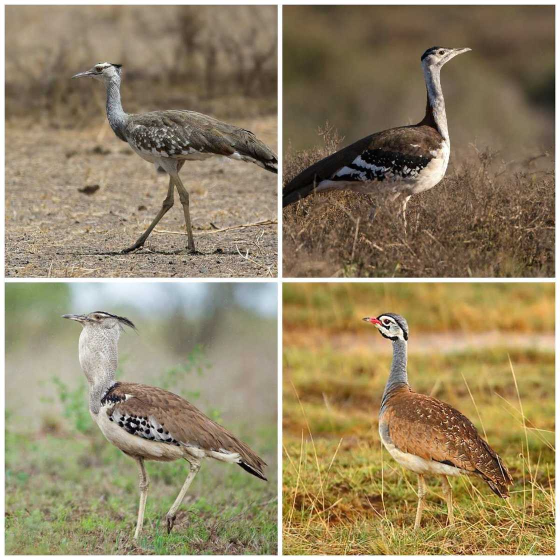 Otidiformes type Otidiformes type