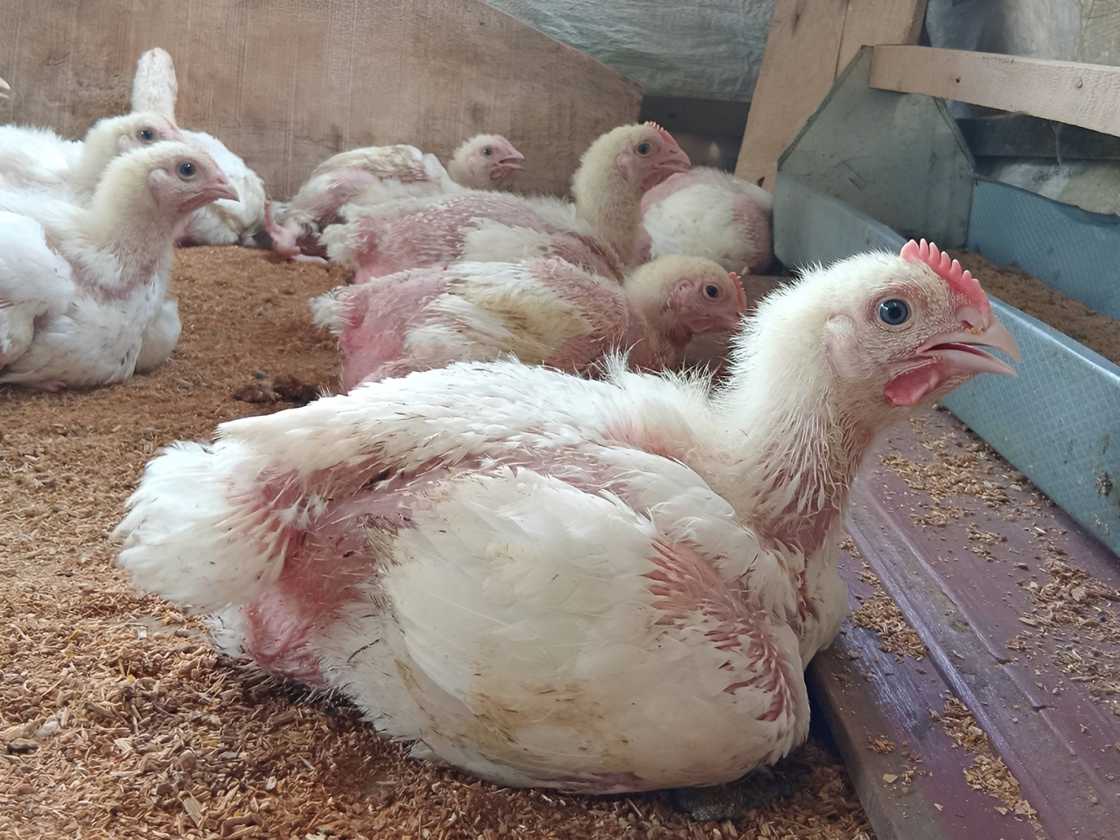 Young broiler chickens Young broiler chickens