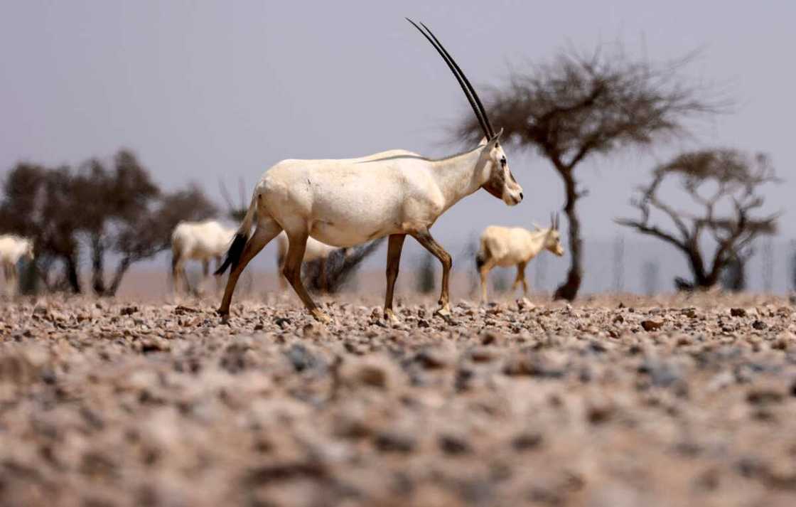 Oryx in the UAE Oryx in the UAE