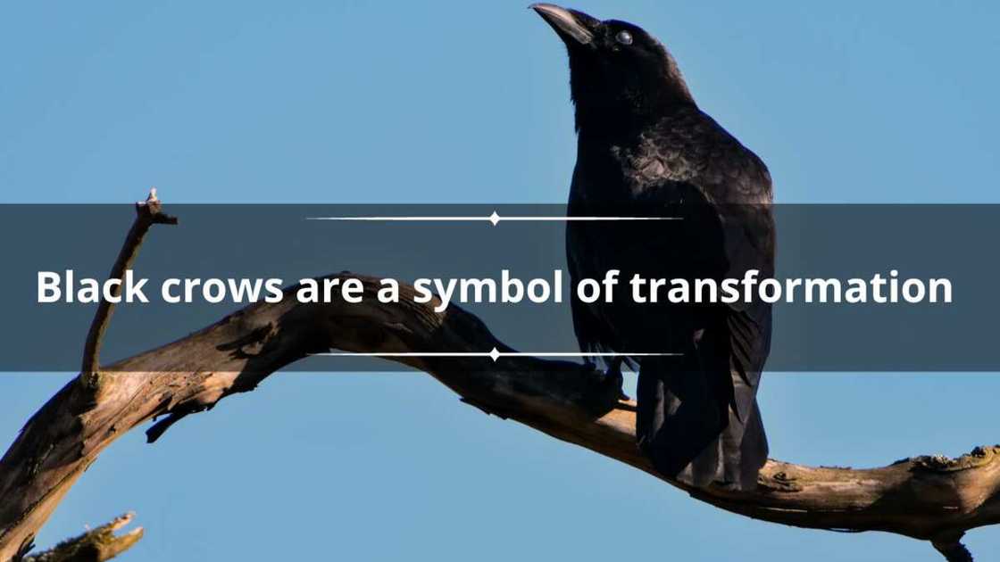 what do black crows mean what do black crows mean