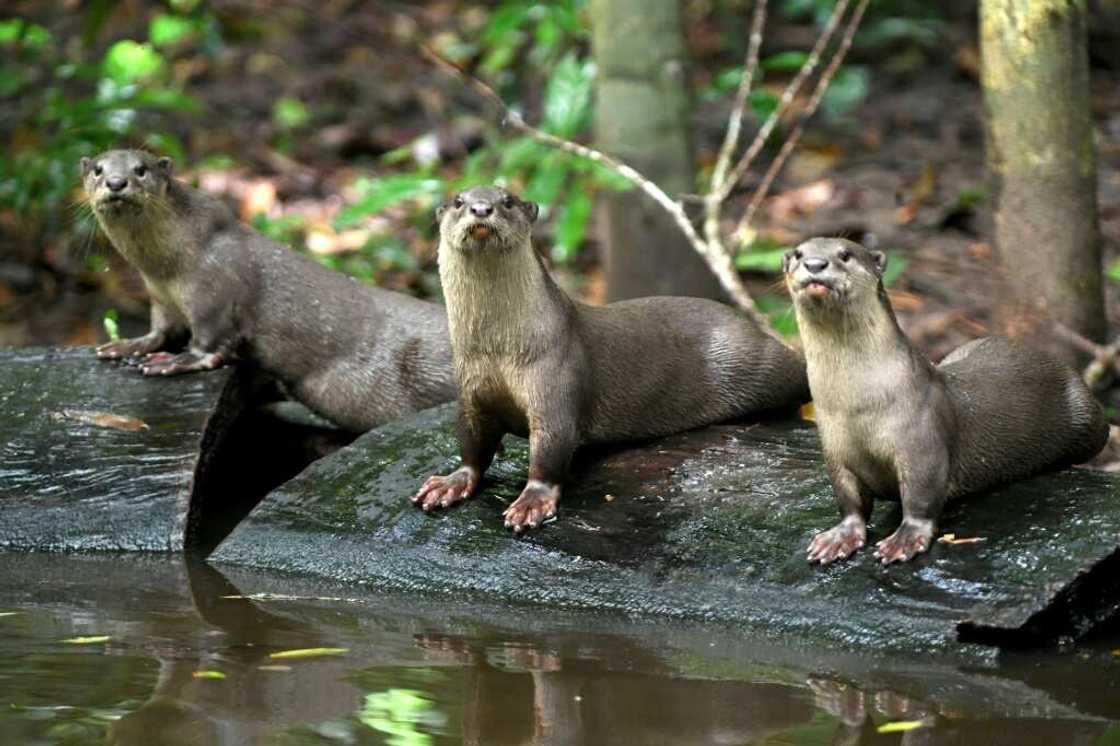 Rampant poaching, habitat loss from logging, agriculture and dam building has stripped much wildlife from Cambodian rainforests Rampant poaching, habitat loss from logging, agriculture and dam building has stripped much wildlife from Cambodian rainforests