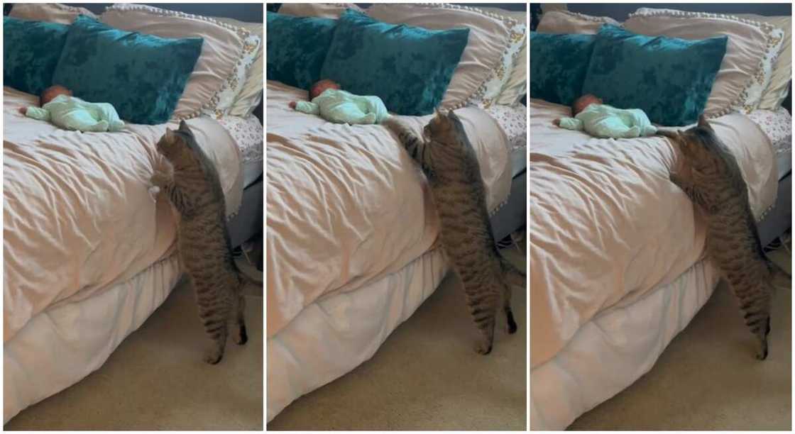 Photos of a cat tapping a baby on the bed. Photos of a cat tapping a baby on the bed.