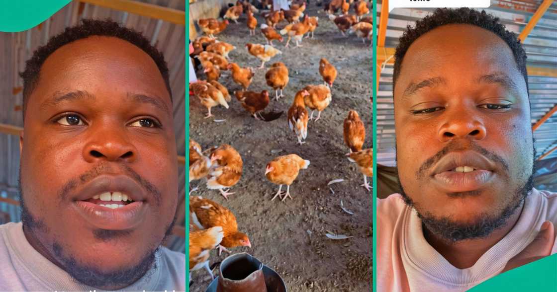 Layer farming/Egg production in Nigeria