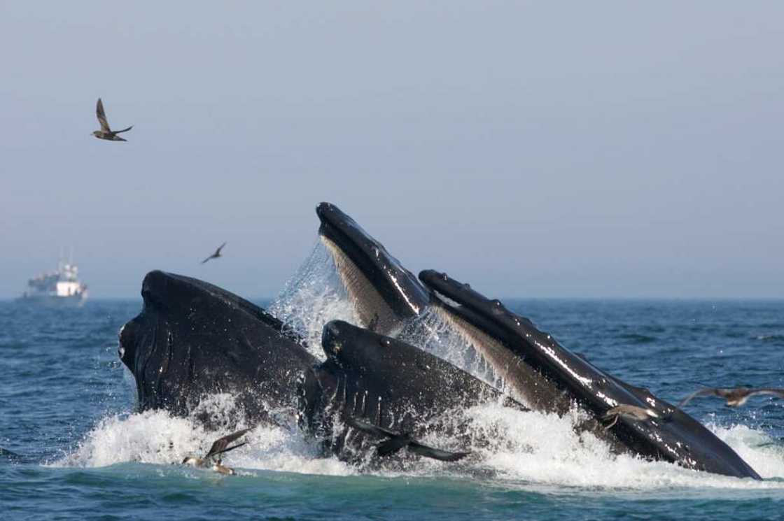 Humpback whales were estimated to eat around four million pieces of microplastics a day Humpback whales were estimated to eat around four million pieces of microplastics a day