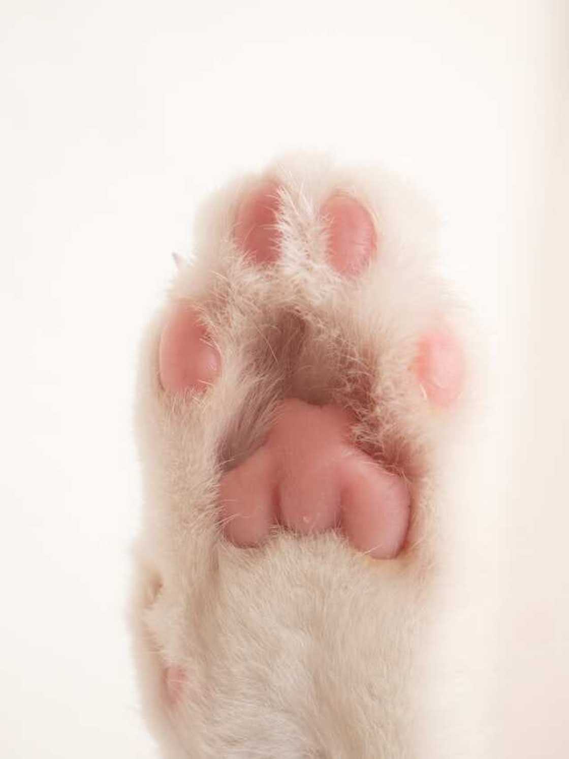 Patte de chat Patte de chat