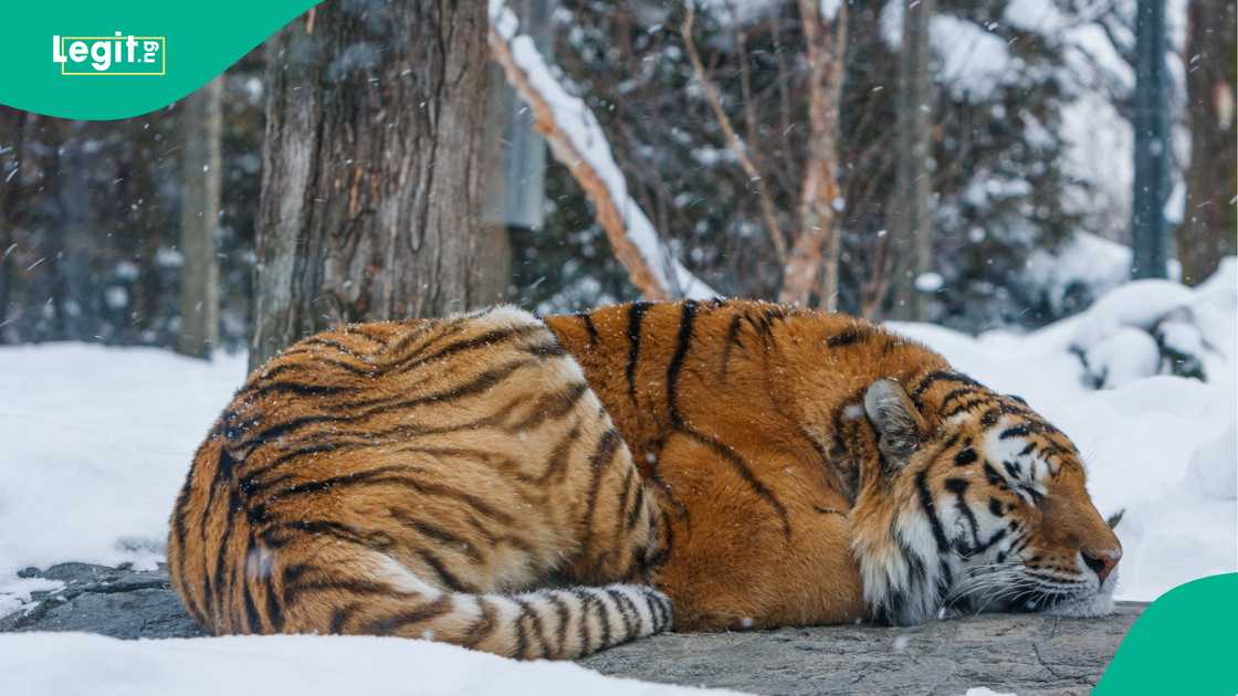 Zookeeper Kills by Tiger in a Zoo During a Feeding Routine Zookeeper Kills by Tiger in a Zoo During a Feeding Routine