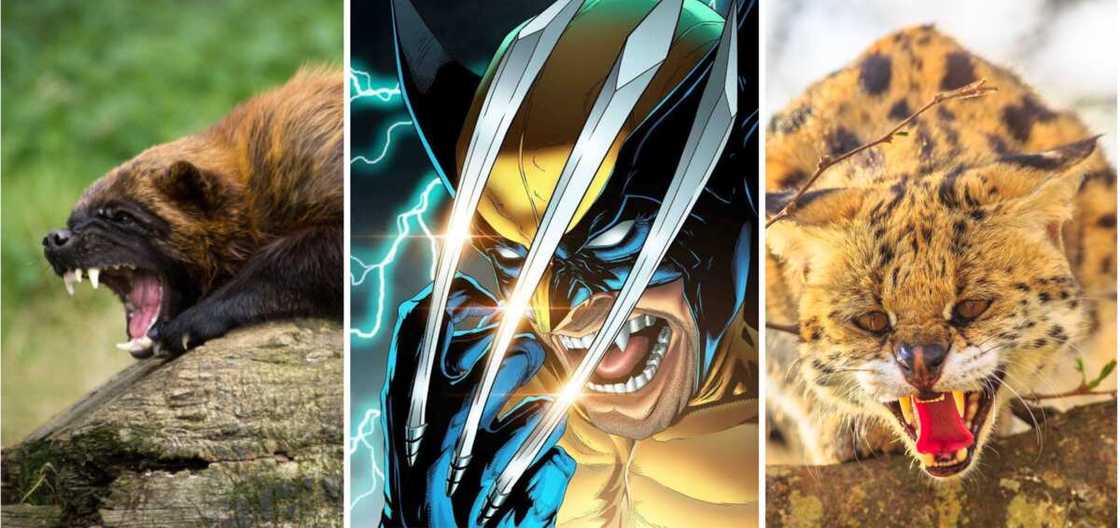 Wolverine animal