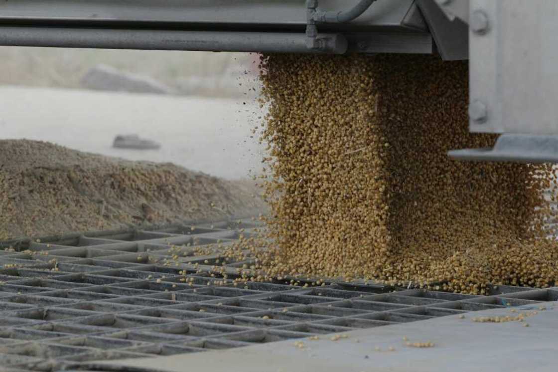 Lots of farmers along the Mississippi are finding themselves with excess farm output as prices plummet -- including soybeans Lots of farmers along the Mississippi are finding themselves with excess farm output as prices plummet -- including soybeans