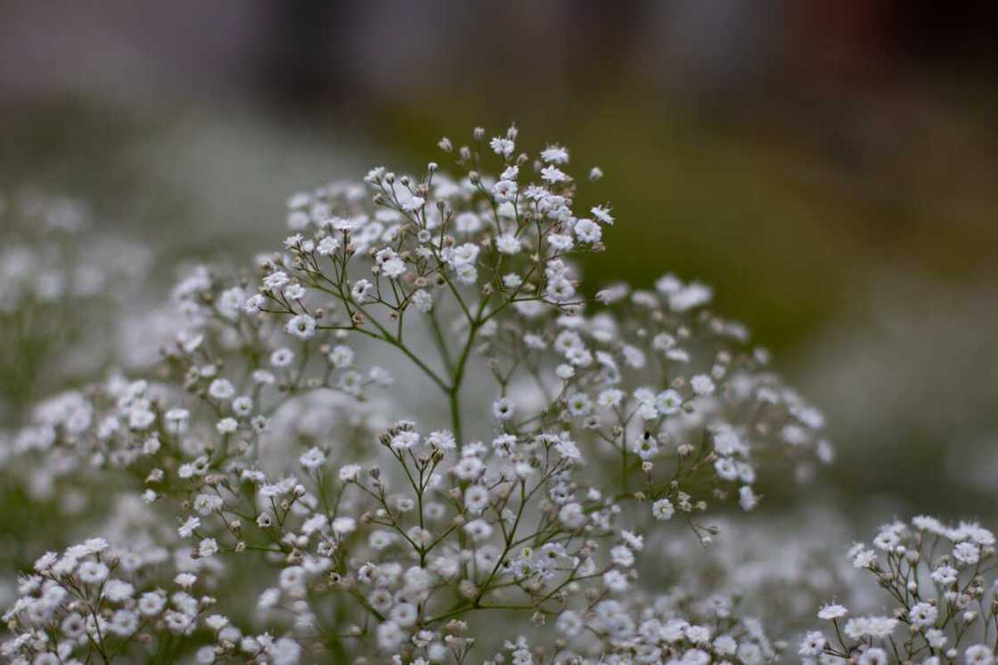 White baby's breath White baby's breath