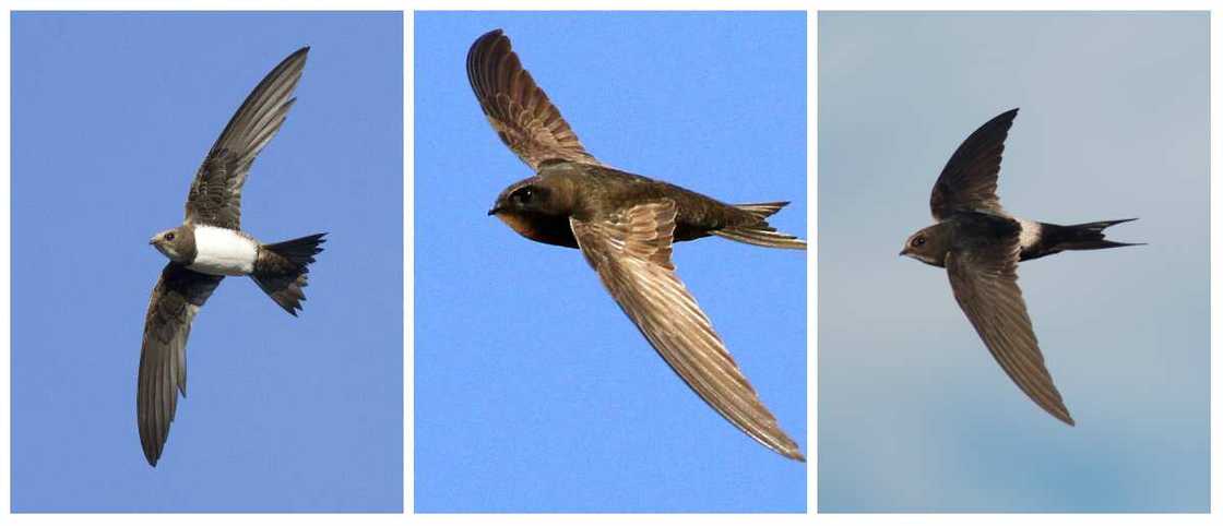 Apodiformes type Apodiformes type