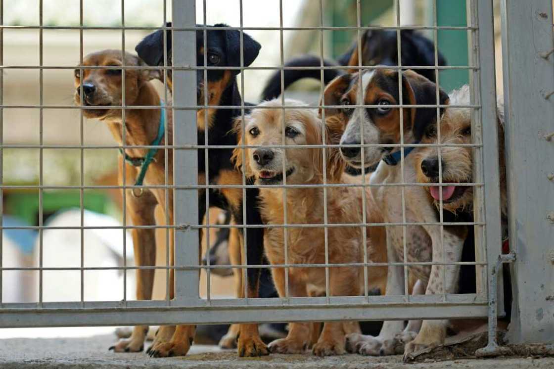 Dogs wait to be adopted at a shelter belonging to the animal welfare organisation SIMBA Animal Aid Cyprus in Kokkinotrimithia, some 20 kilometres away from the capital Nicosia Dogs wait to be adopted at a shelter belonging to the animal welfare organisation SIMBA Animal Aid Cyprus in Kokkinotrimithia, some 20 kilometres away from the capital Nicosia