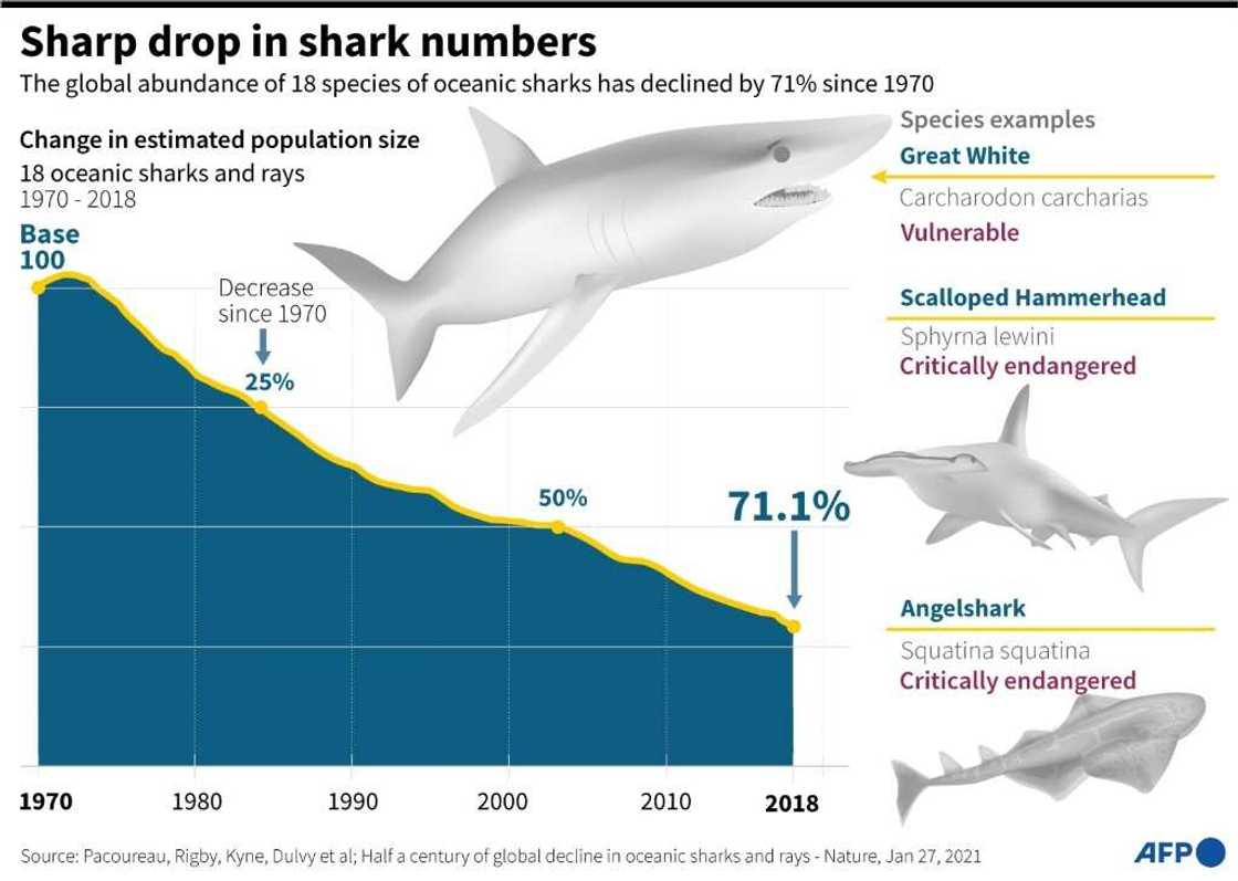 As apex predators, sharks are crucial for keeping marine ecosystems healthy As apex predators, sharks are crucial for keeping marine ecosystems healthy
