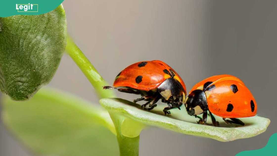 Are ladybugs good luck? Are ladybugs good luck?