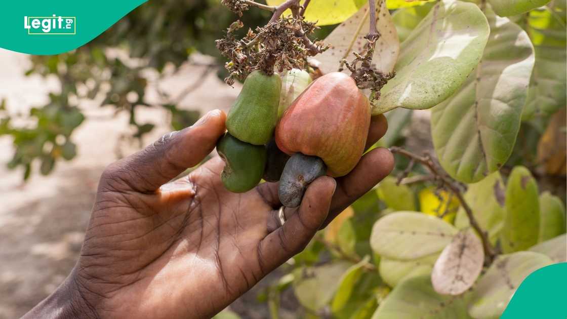 Nigeria’s cashew industry generated over $400 million in exports, but stakeholders say local processing is low and value addition could boost earnings and jobs.
