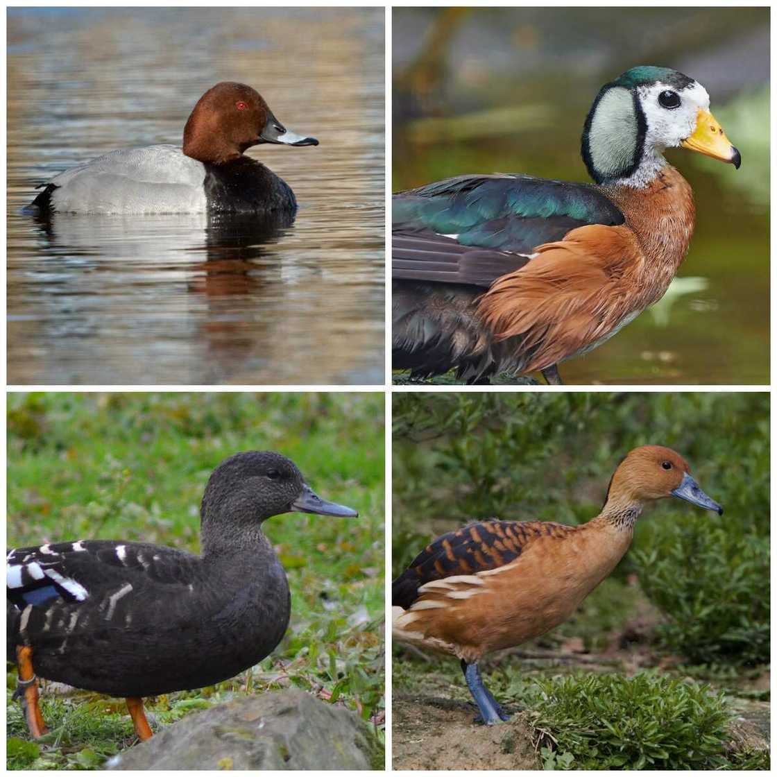 Anseriformes type Anseriformes type