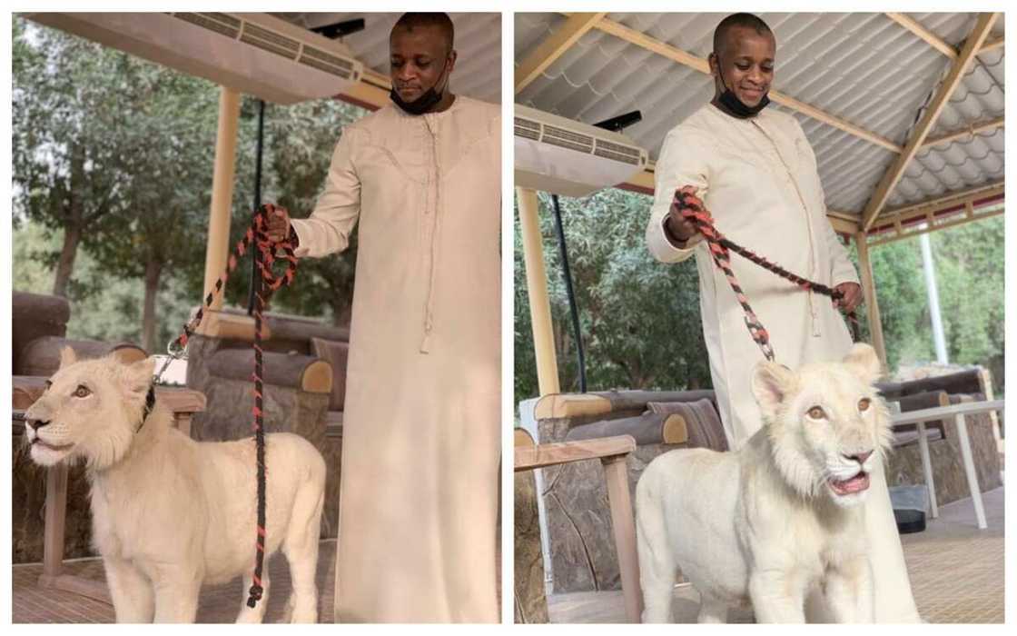 Mijin Zahra Buhari ya nuna hotunansa tare da zakin da yake wasa dashi a gida Mijin Zahra Buhari ya nuna hotunansa tare da zakin da yake wasa dashi a gida