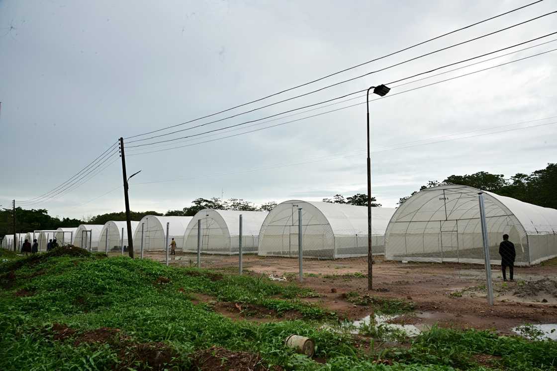 Federal University of Technology, Akure's greenhouse structures for specialised farming Federal University of Technology, Akure's greenhouse structures for specialised farming